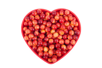 Viburnum berries in a bowl isolated on white background.