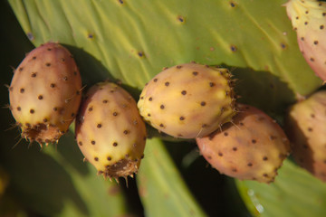ripening fruit of Opuntia ficus-indica