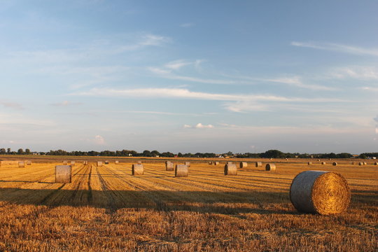 żniwa
