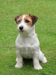 Jack Russel Terrier puppy