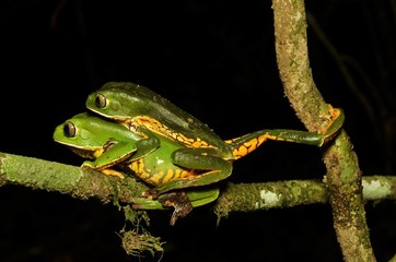 Monkey treefrog