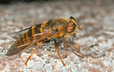 Horse-fly, Hybomitra tarandina on wood, macro photo