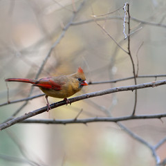 Northern Cardinal