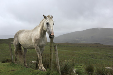 Fototapeta na wymiar White horse tries to break the fence column.