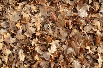 Autumn leaves