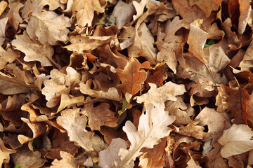 Dry and fallen leaves