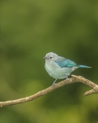 Blue-gray Tanager