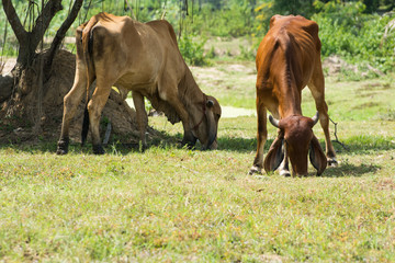 Fototapeta premium Cow