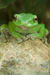 Grüner Frosch auf Stein