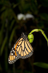 Schmetterling auf Knospe