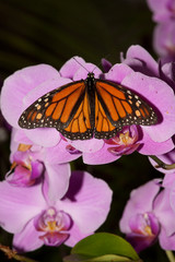 Oranger Schmetterling