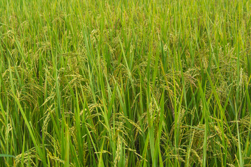 Rice field