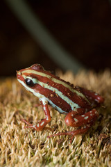Brauner gestreifter Frosch