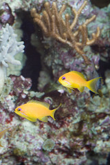 Fototapeta na wymiar Zwei gelbe Fische