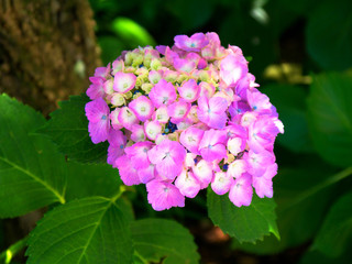 Pink hydrangea blossoms, summer flower