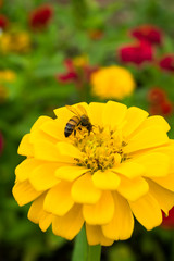 Honey bee on the yellow Zinnia