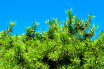 Pine tree and the blue sky