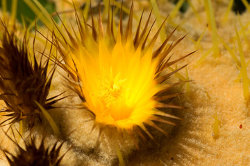 Flower of Echinocactus grusonii, Cactaceae, Mexico