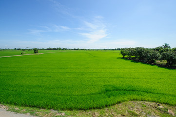 Obraz premium Rice field green