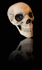 skull with dark background