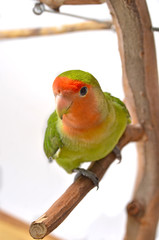 Agapornis roseicollis