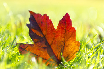 Autumn leaf
