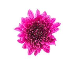 Mum flower isolated on white background