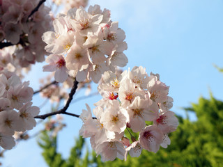 鞠のように咲く桜