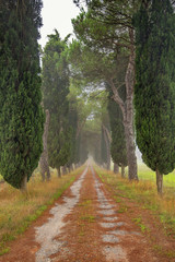 Toscania, Włochy, Krajobraz wiejski, aleja cyprysowa
