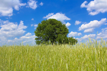 The tree in the wheat field, summertime