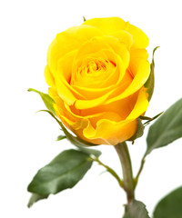 yellow rose isolated