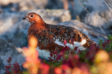 Moorschneehuhn