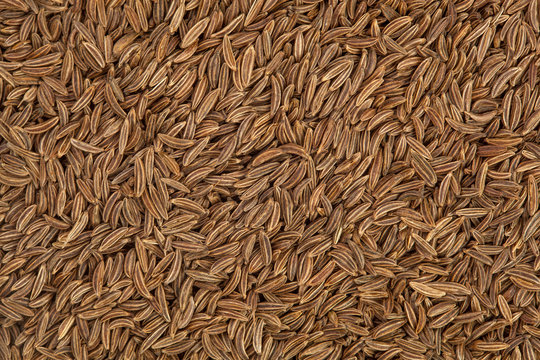 Cumin seeds closeup