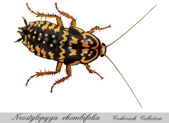 cockroach white background