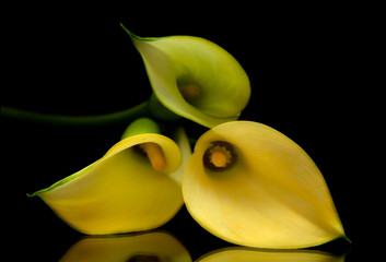 yellow calla lily islolated on black