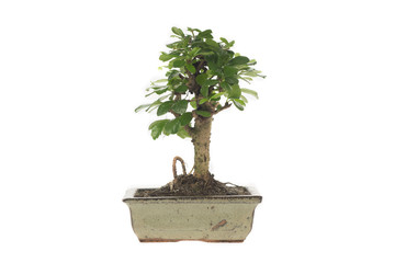 bonsai on white background