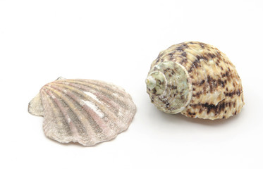 Concha y caracola de mar