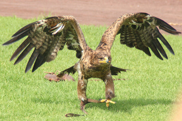 aigle