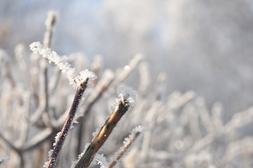 Winter tree branch with snow