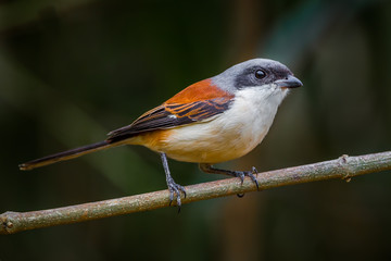 Fototapeta premium Lovely Burmese Shrike (Lanius collurioides)