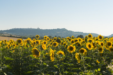 Obraz premium Summer landscape in Marches (Italy)