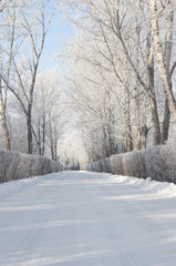Fototapeta premium road and hoar-frost on trees in winter