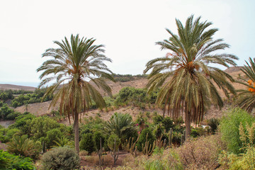 paysage fuerteventura