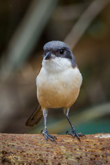 Front portrait close up of Burmese Shrike