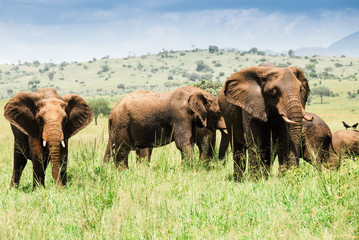Naklejka premium Herd of elephants, Kidepo Valley National Park (Uganda)