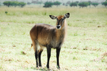 Naklejka na ściany i meble Waterbuck (Female), Kidepo Valley National Park (Uganda)