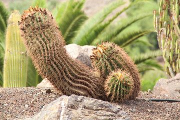 cactus