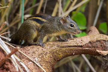 Naklejka na ściany i meble Asiatic striped squirrel (Tamiops) in nature in Thailand