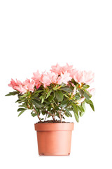 Indian azalea with flowers of salmon color in a pot