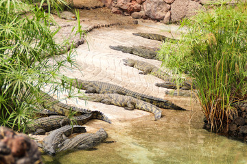 alligator